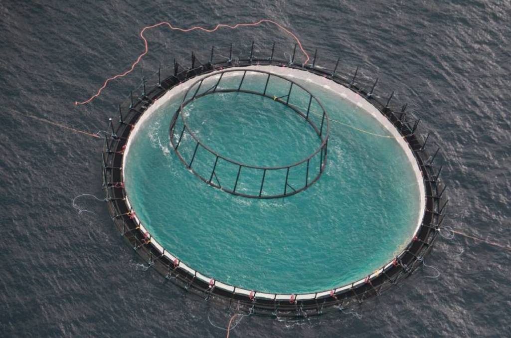 Biofouling Blamed for Fish Farm Failure